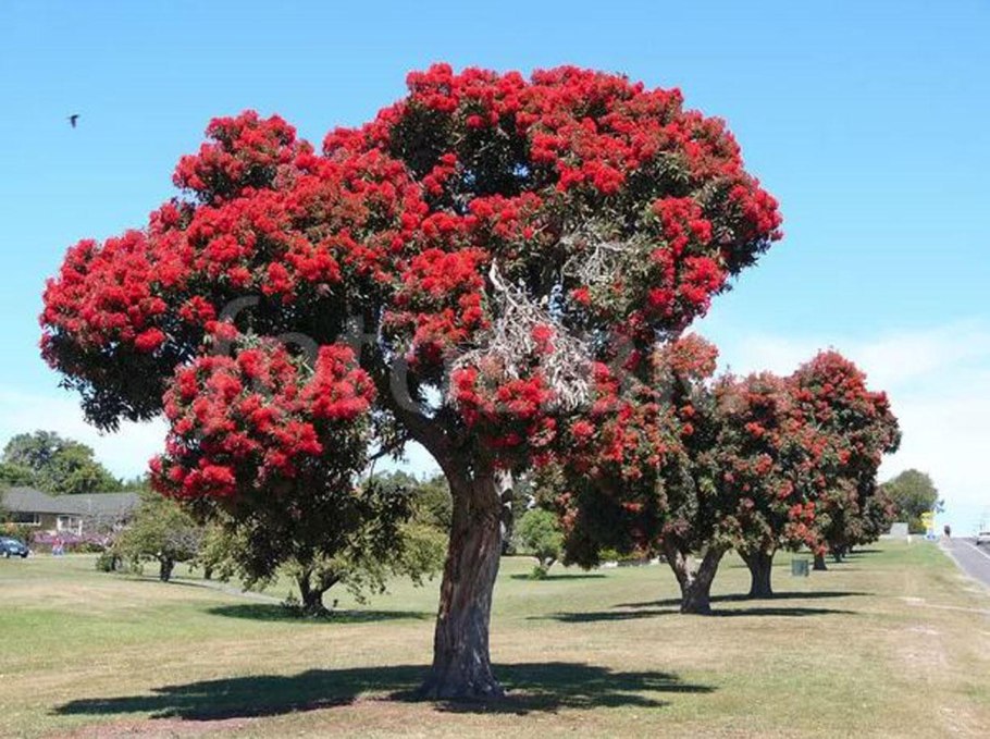 Красный колючий цветок