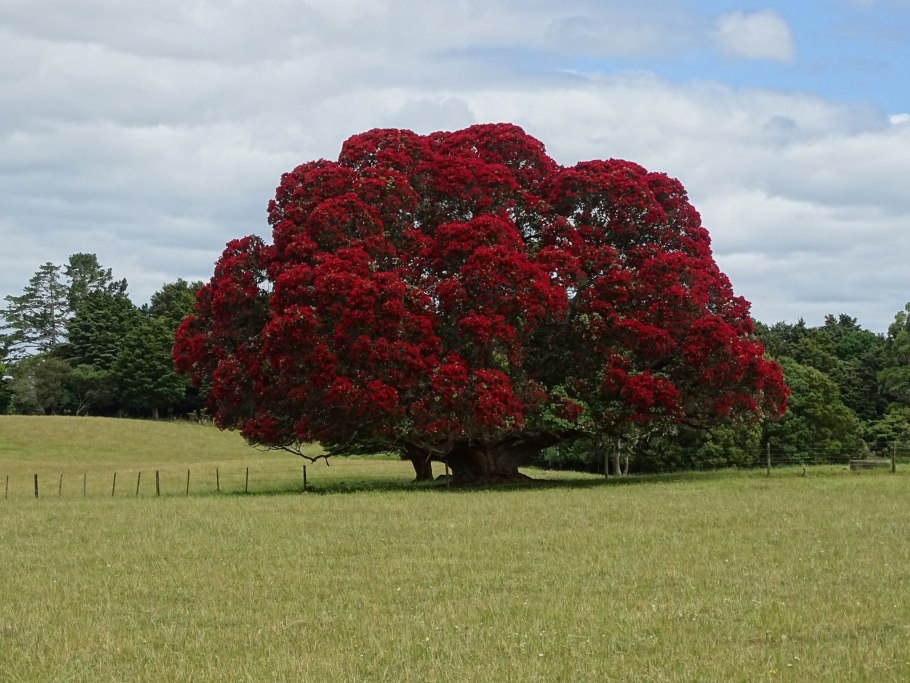 Похутукава новозеландское рождественское дерево
