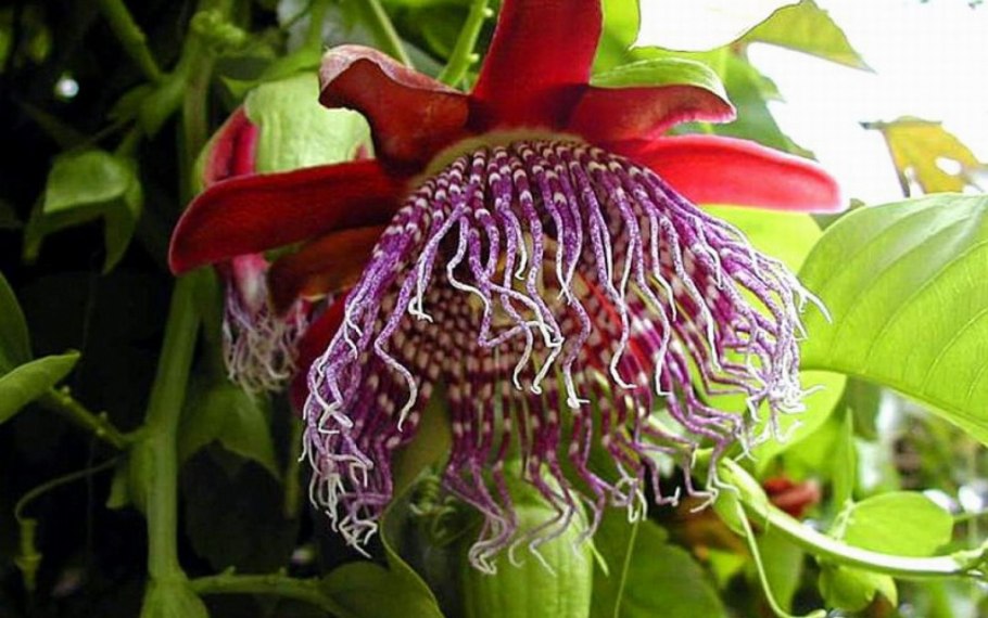 Дерево в новой Зеландии Похутукава