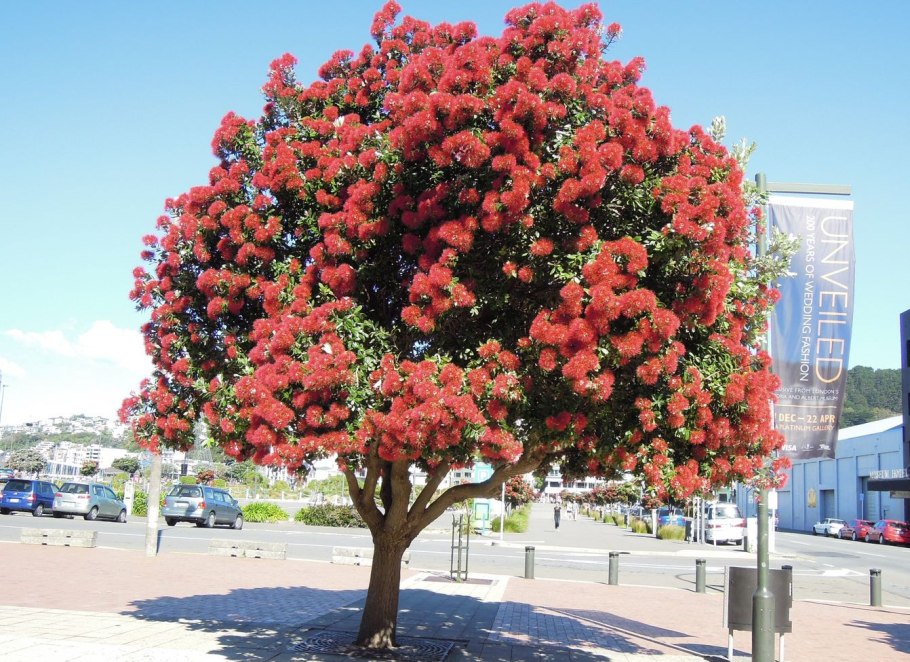 Австралийская дед Мороз. Дерево Метросидерос