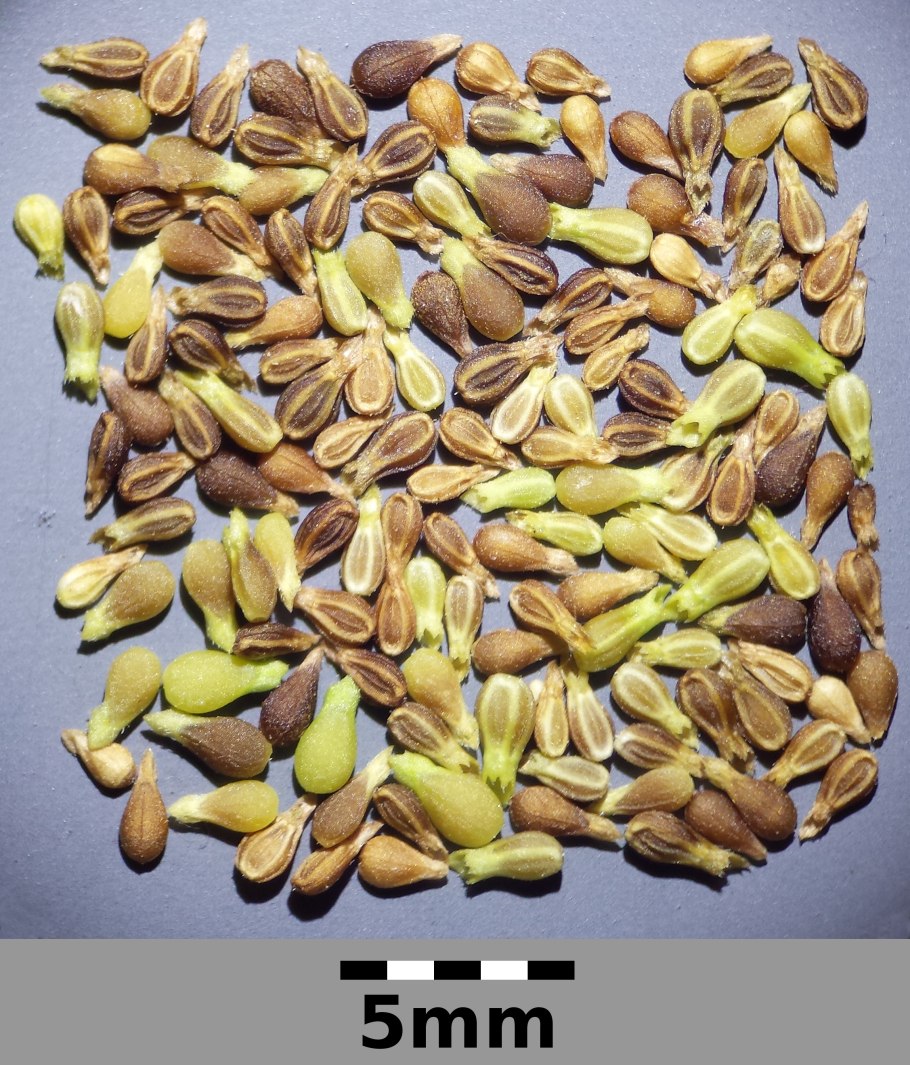 Похутукава новозеландское