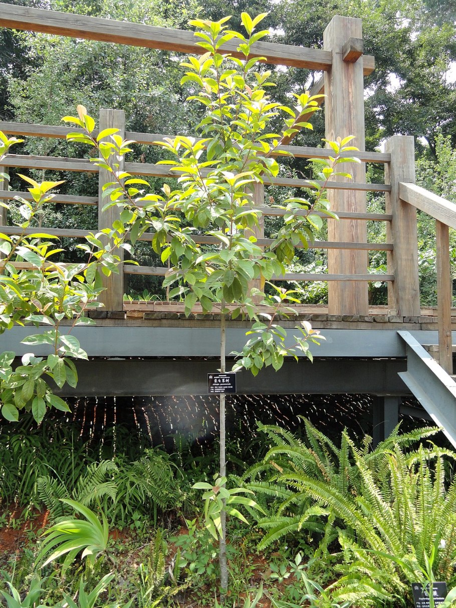 Карбюратор leader pz19jb