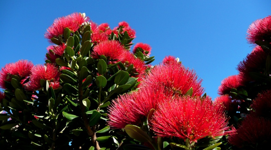 Похутукава новозеландское Рождественское дерево