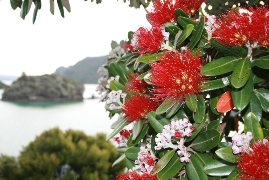 Pohutukawa Tree