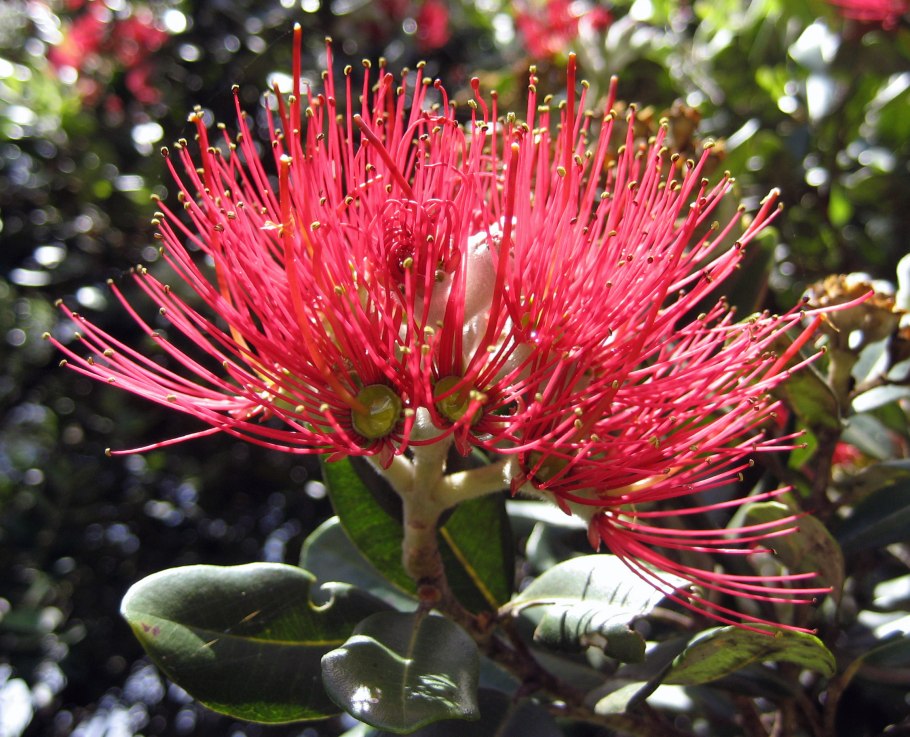 Метросидерос зонтичный