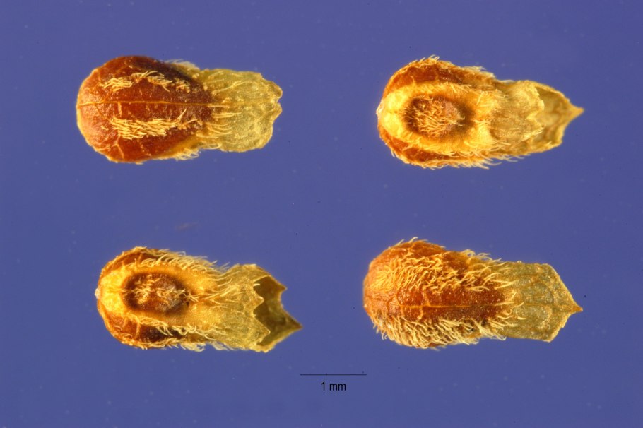 Декоративные цветущие деревья