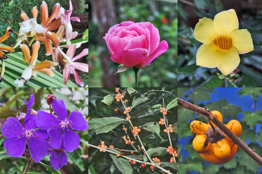 Миртовое деревце Метросидерос