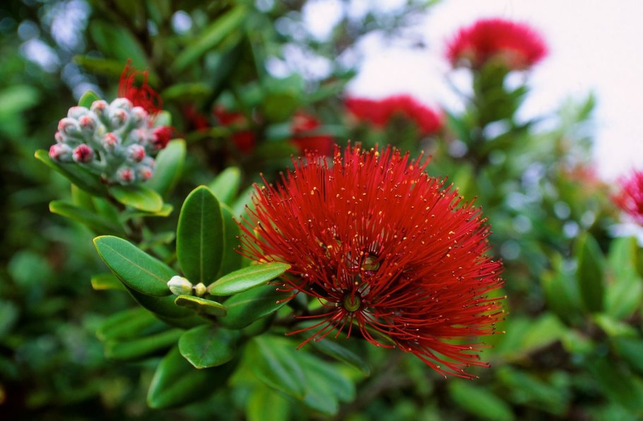 Похутукава новозеландское Рождественское дерево