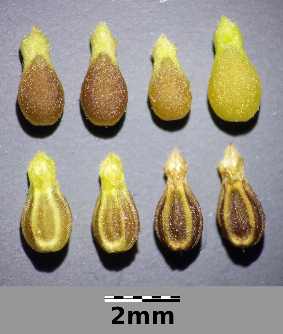 Муравьиное дерево табебуйя