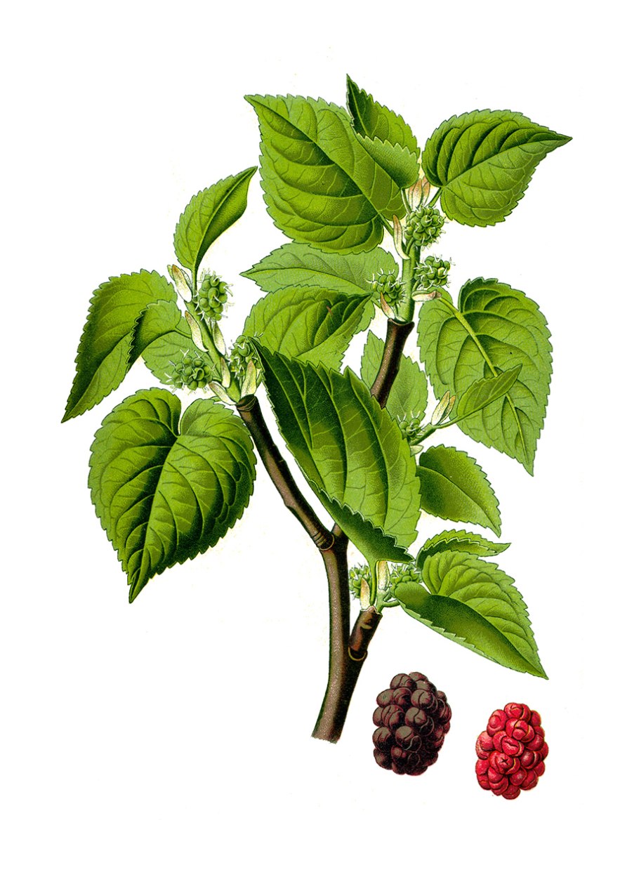 Шелковица белая Морус Альба