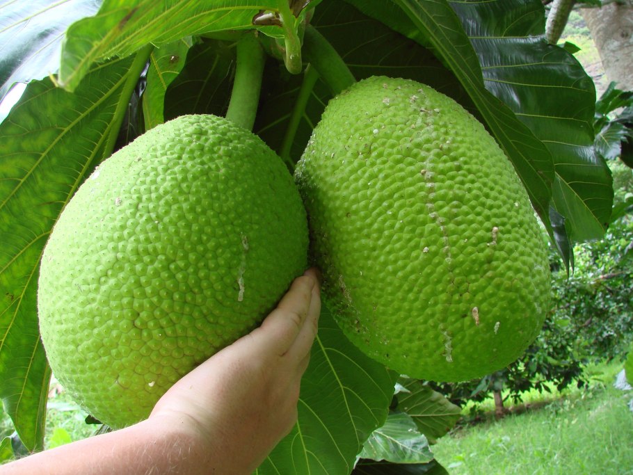 Шелковица Морус Нигра