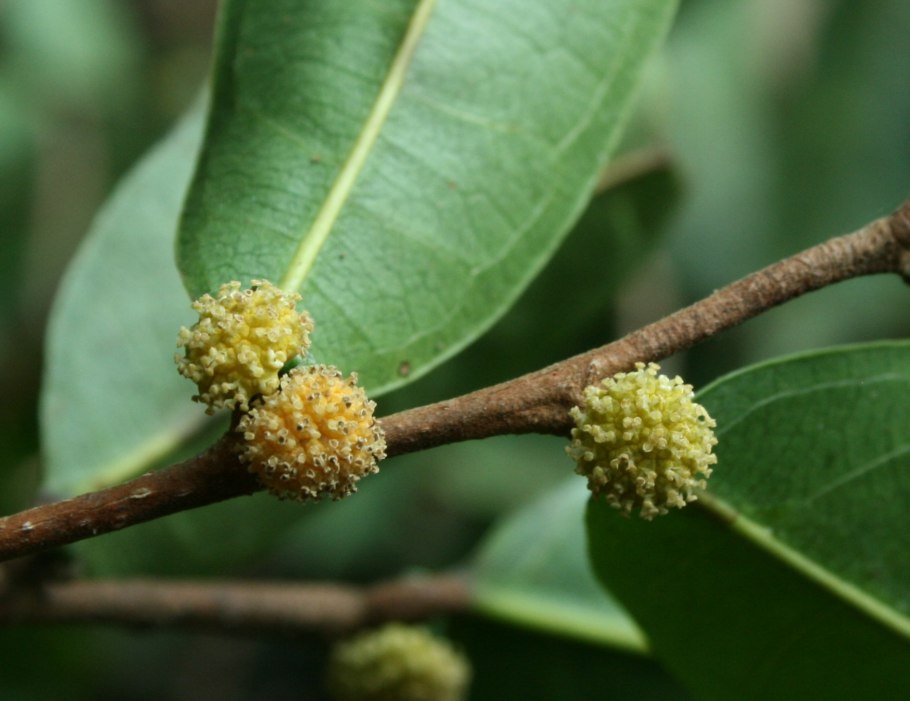 Колючая маклюра оранжевая