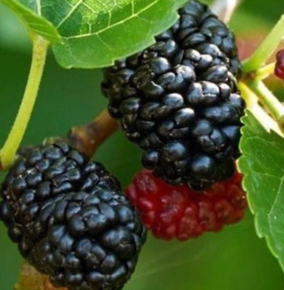 Маклюра Крымская