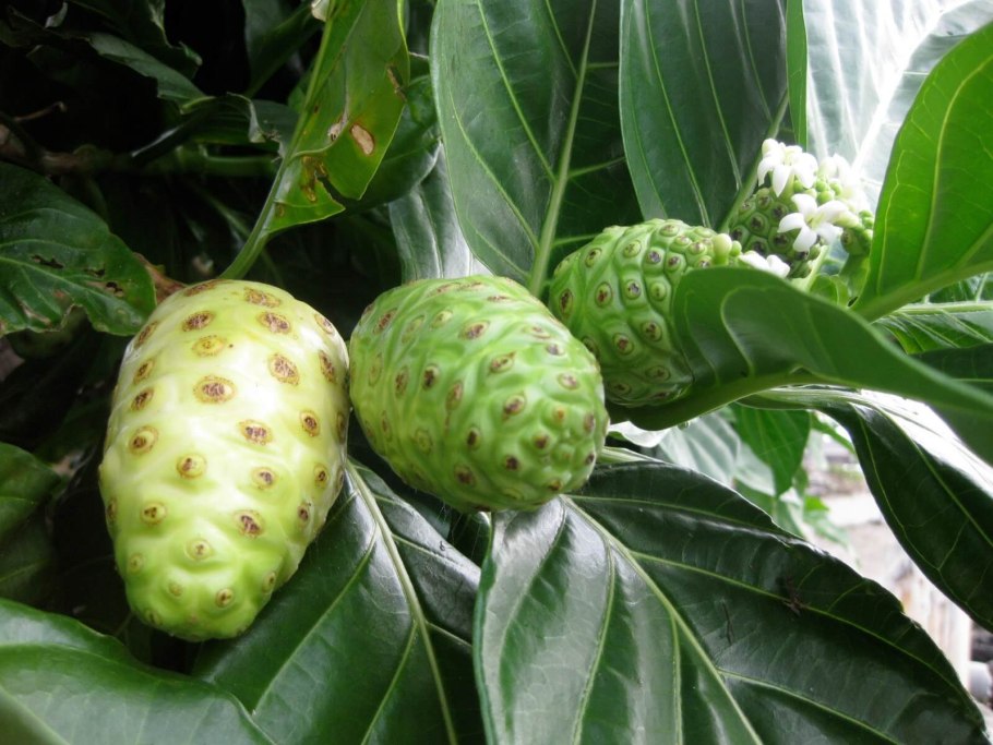 Тутовая шелковица