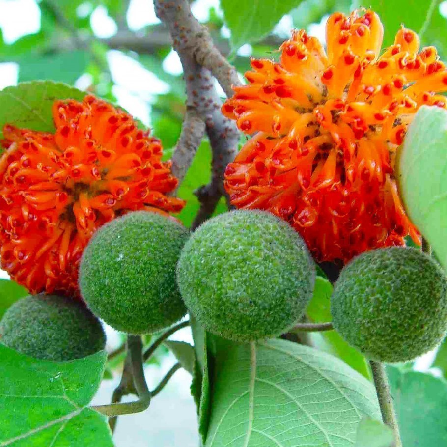 Тутовник Памирский