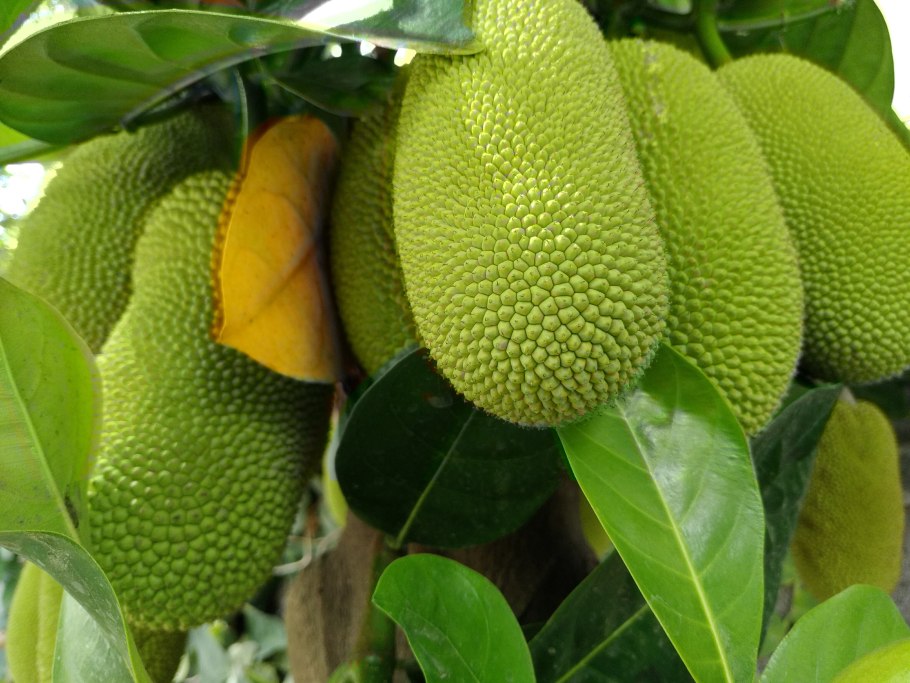 Шелковица Морус Нигра