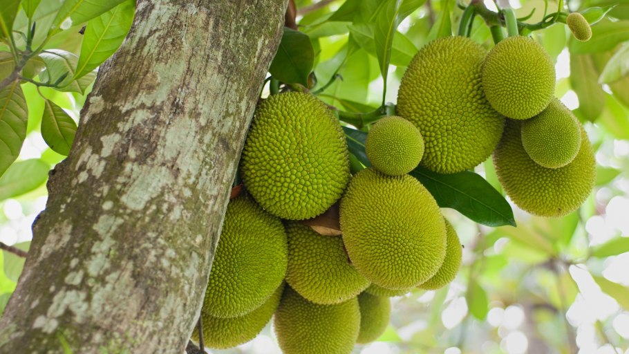 Тутовые семейство род фикус