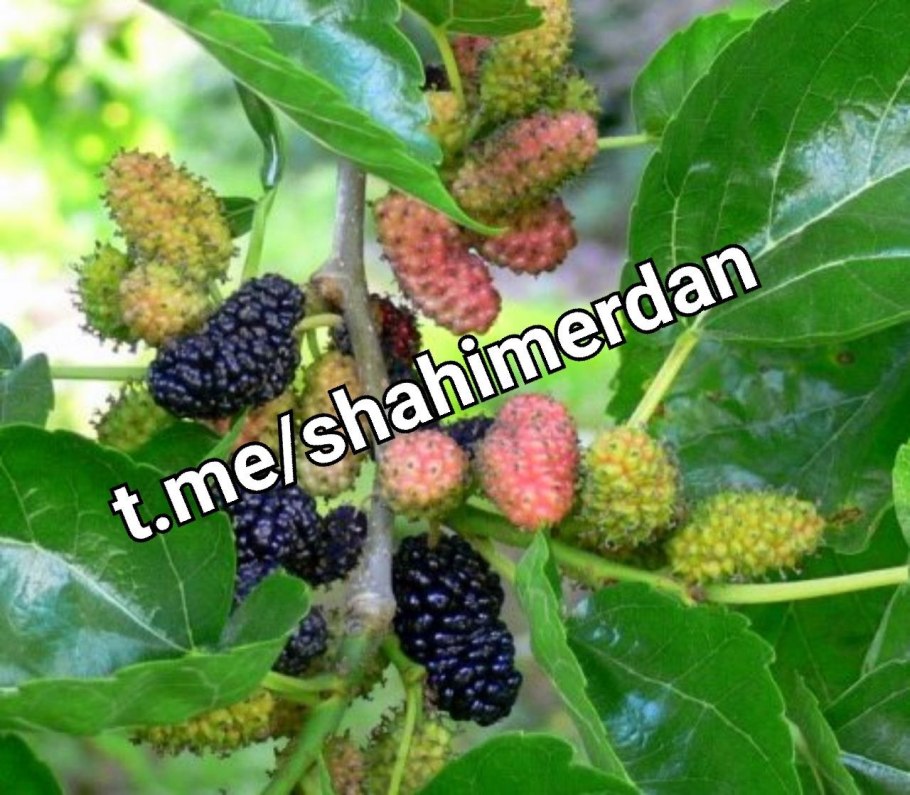 Вилга дерево