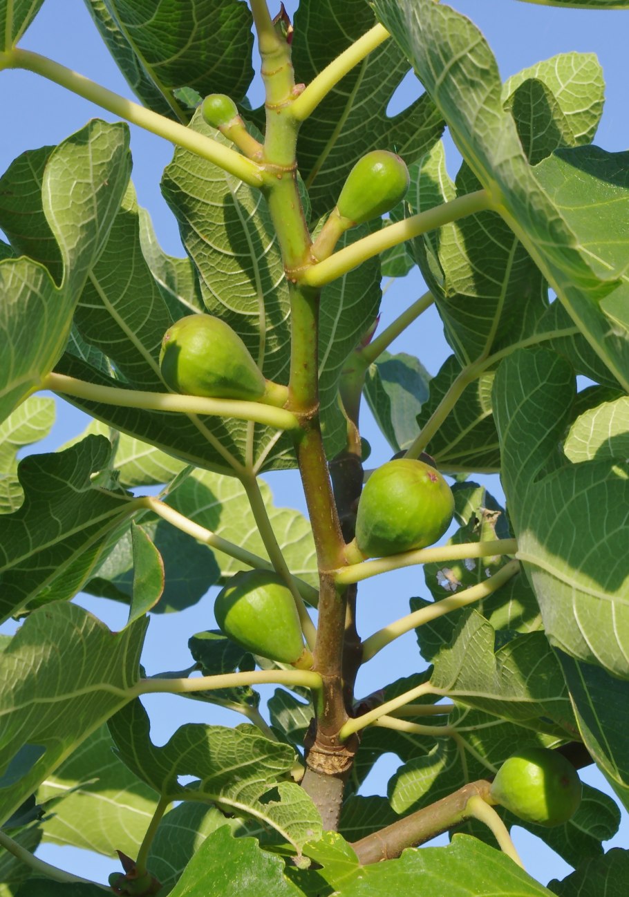 Хлебное дерево Artocarpus altilis