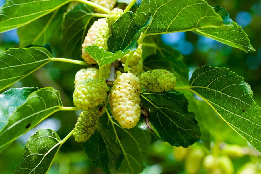 Шелковица Хартут