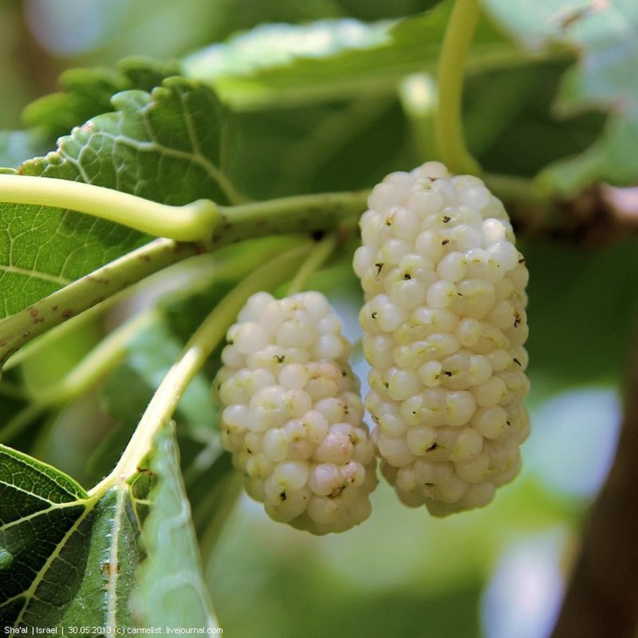 Шелковица Morus nigra