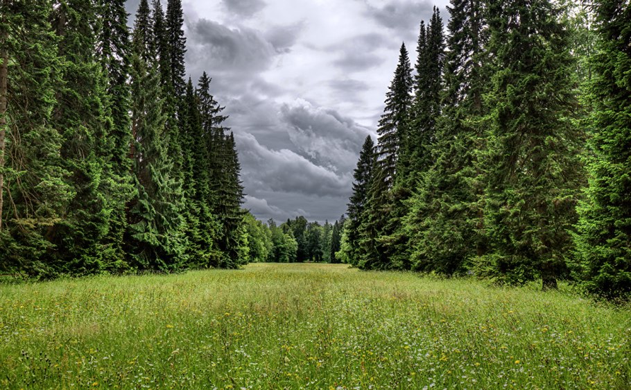 Трава под елью