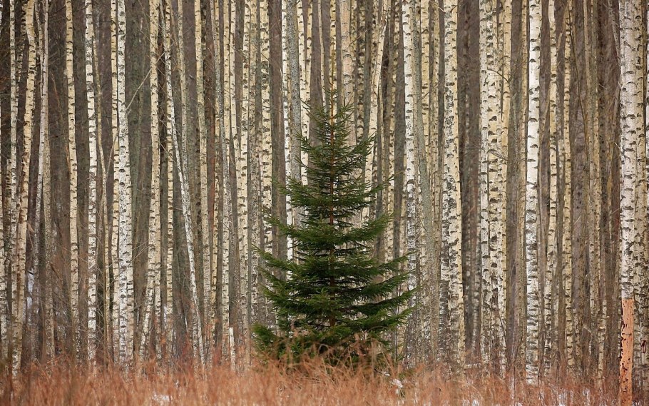 Туманный лес