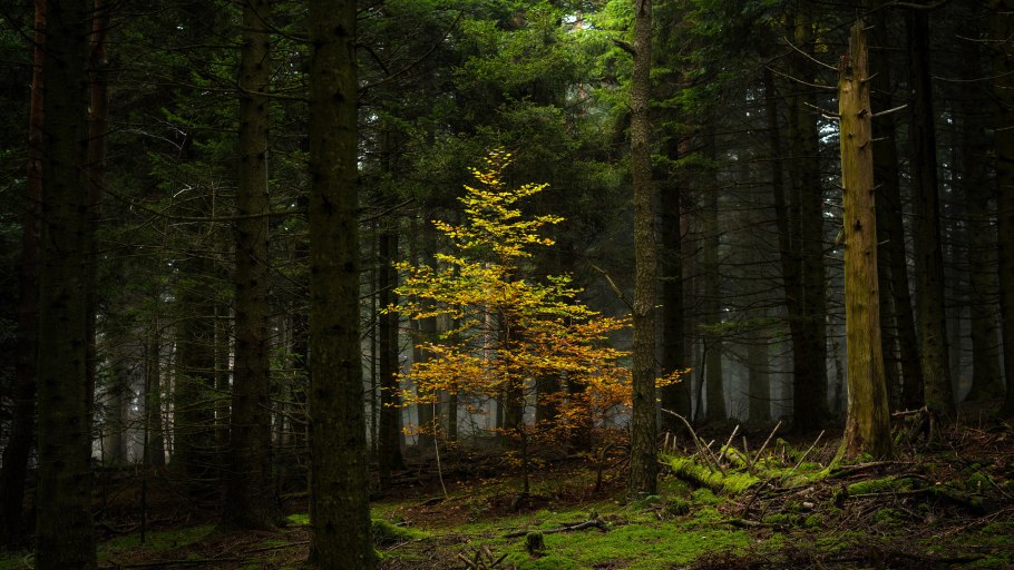 Дом в дремучем лесу