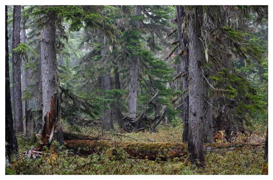 Лес верхушки