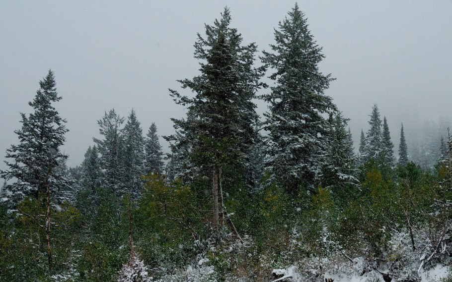 Елка дерево