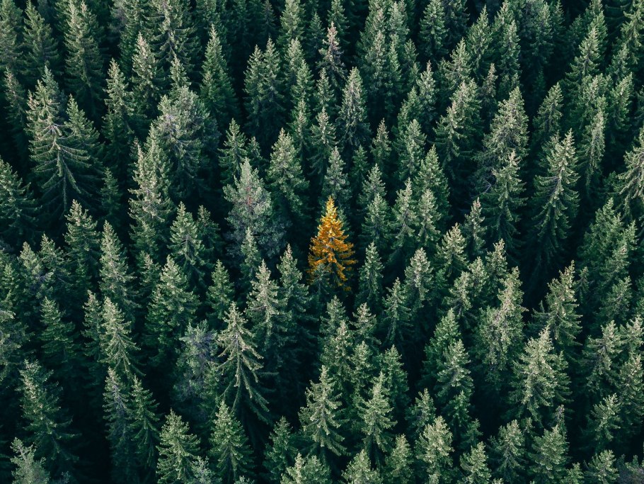 Темнохвойная пихта