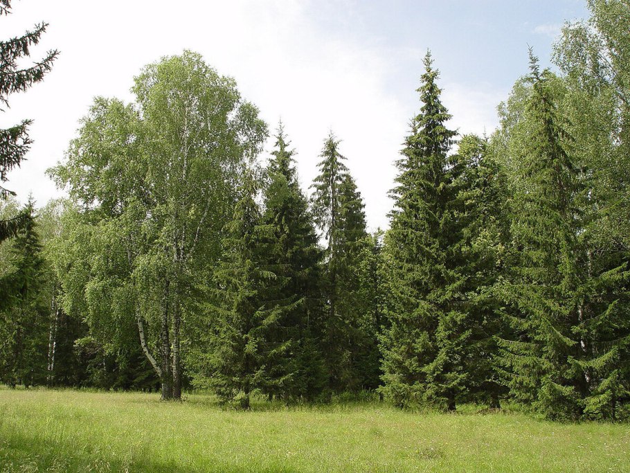 Смешанный Уральский лес опушка