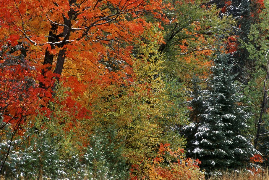 Ель и лиственница