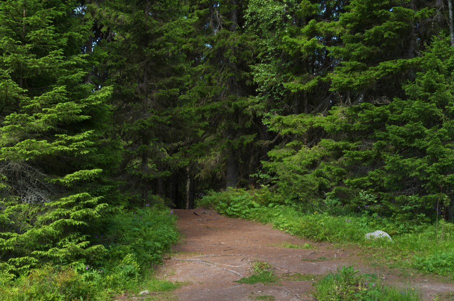 Большая ель в лесу