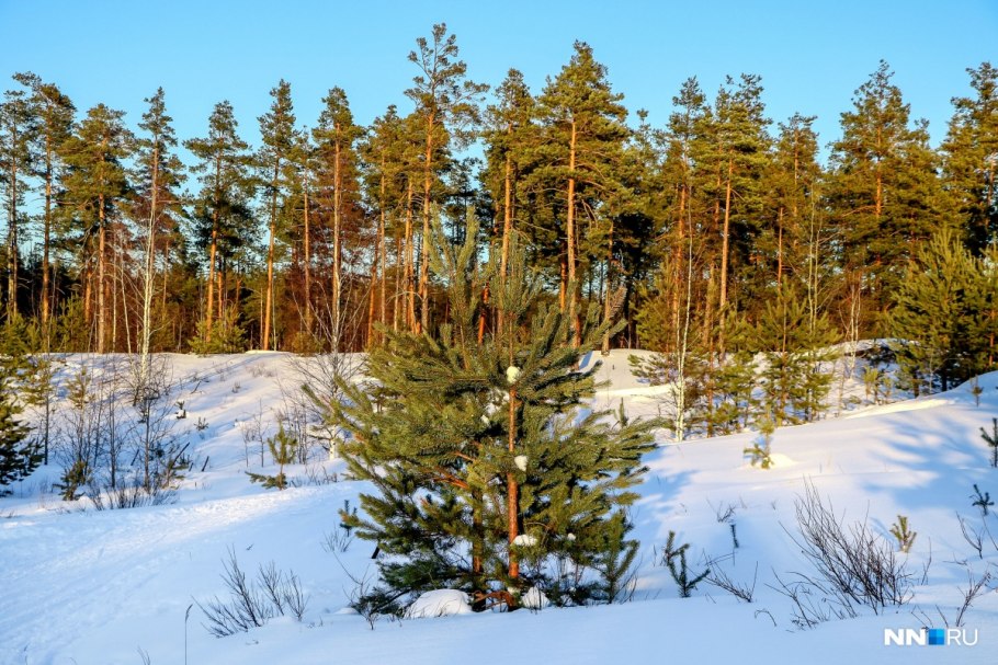 Сухая ель в лесу