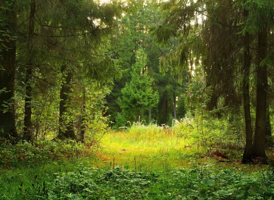 Лесное озеро (Forest Lake)