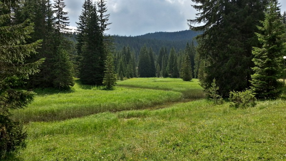 Поляна в лесу