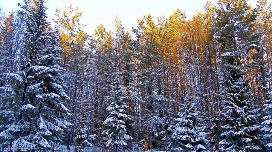 Лес в тумане