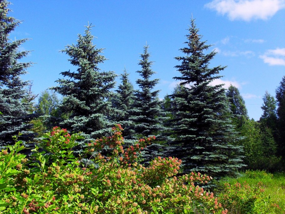 Елки в лесу осенью