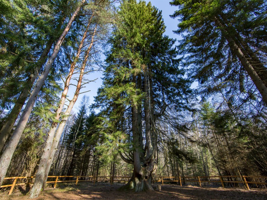 Еловый лес Сумрачный