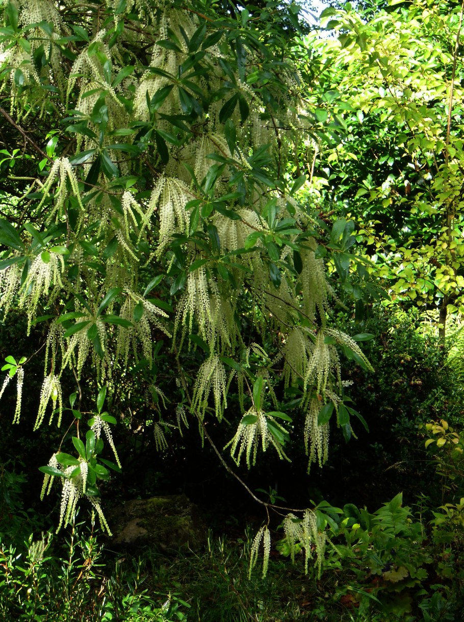 Синейлезис аконитолистный