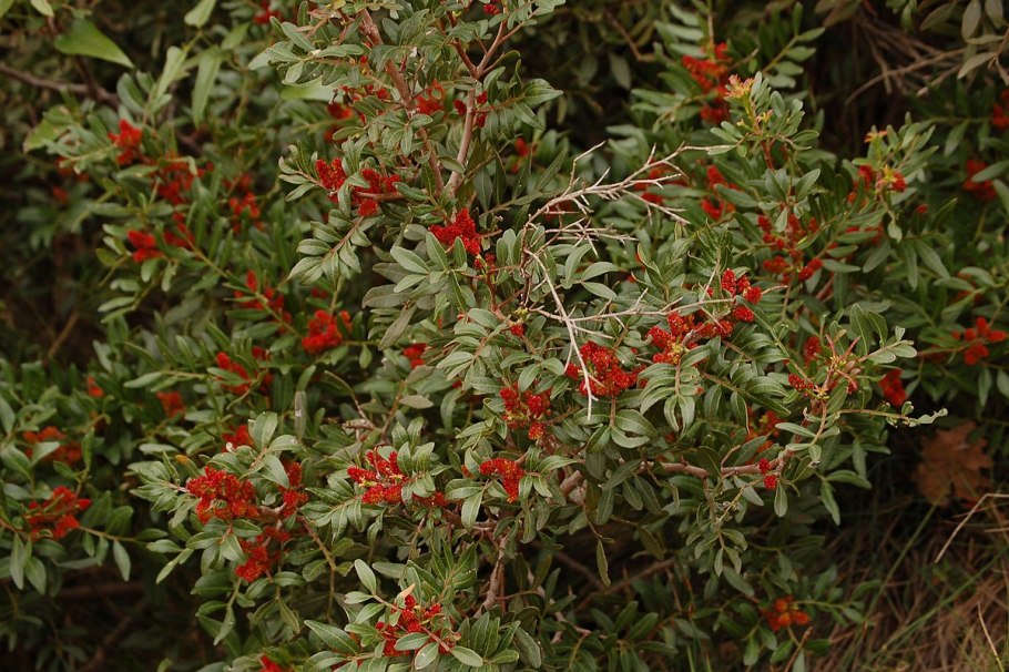 Астра итальянская (Aster amellus)