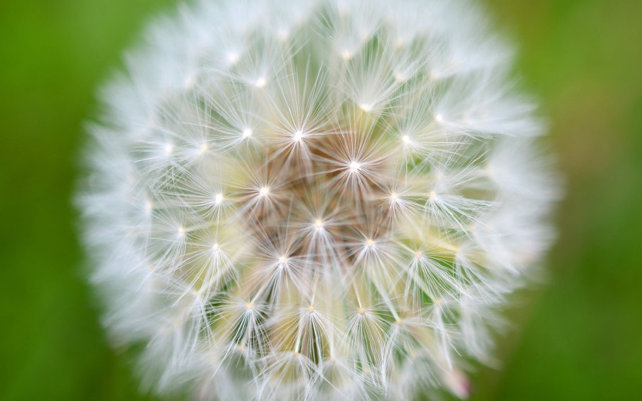 Знаменитый "одуванчик"Карла Фаберже