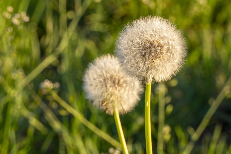 Головка одуванчика