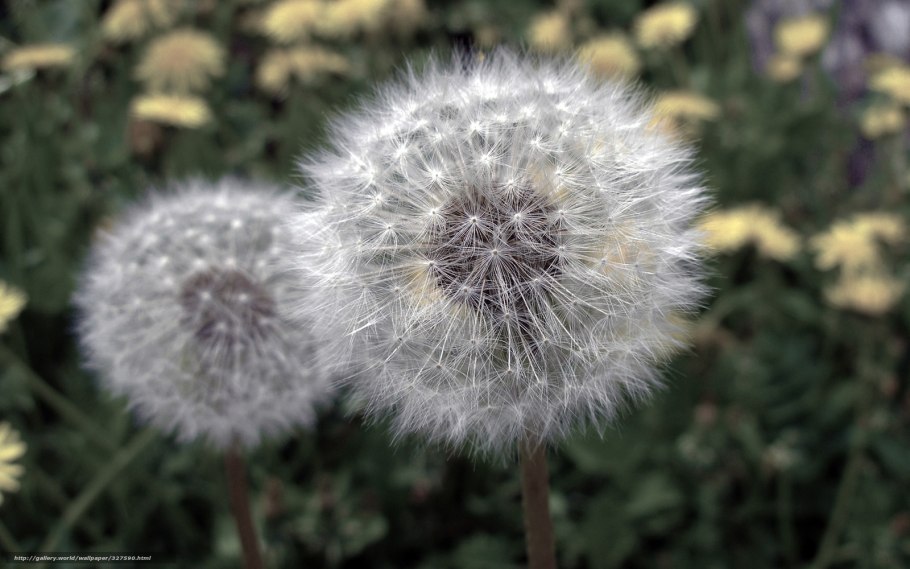 Одуванчики HD