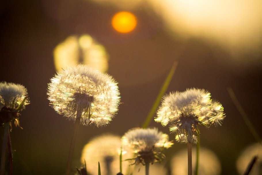 Пушистые цветы