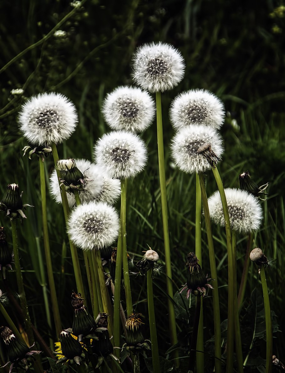 Одуванчик белоголовый