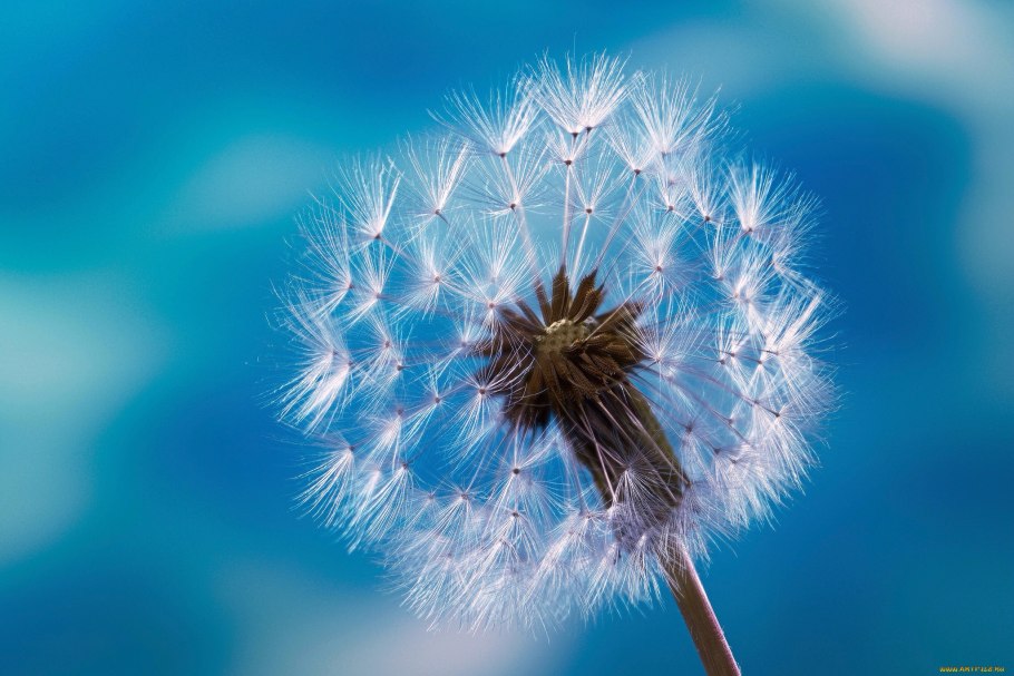 Одуванчик / Pusteblume (1974)
