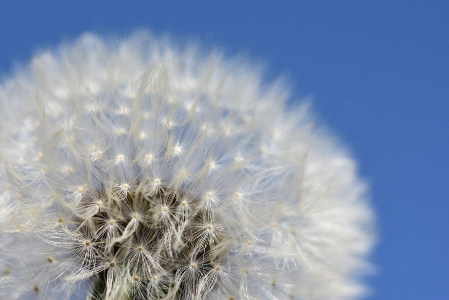 Одуванчик быррангский