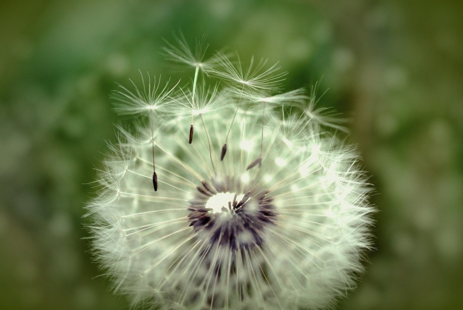 Белые пушистые цветы